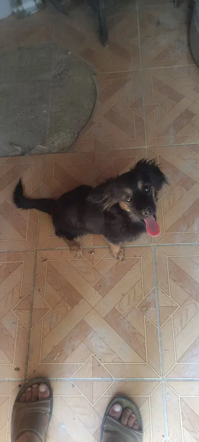 سگ پاکوتاه|سگ|نورآباد ممسنی, |دیوار