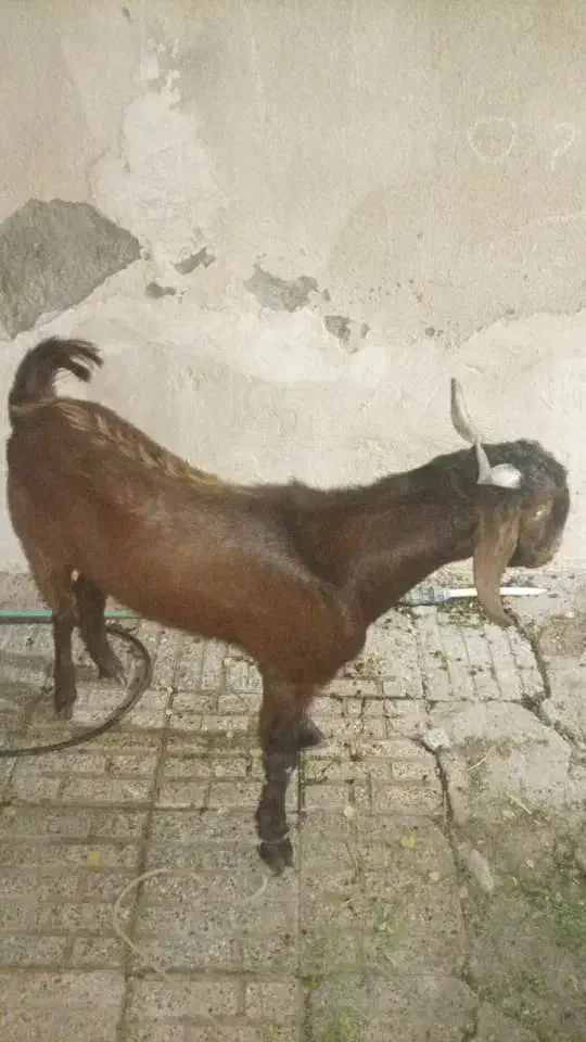 گوسفند، نر|حیوانات مزرعه|ایرانشهر, |دیوار