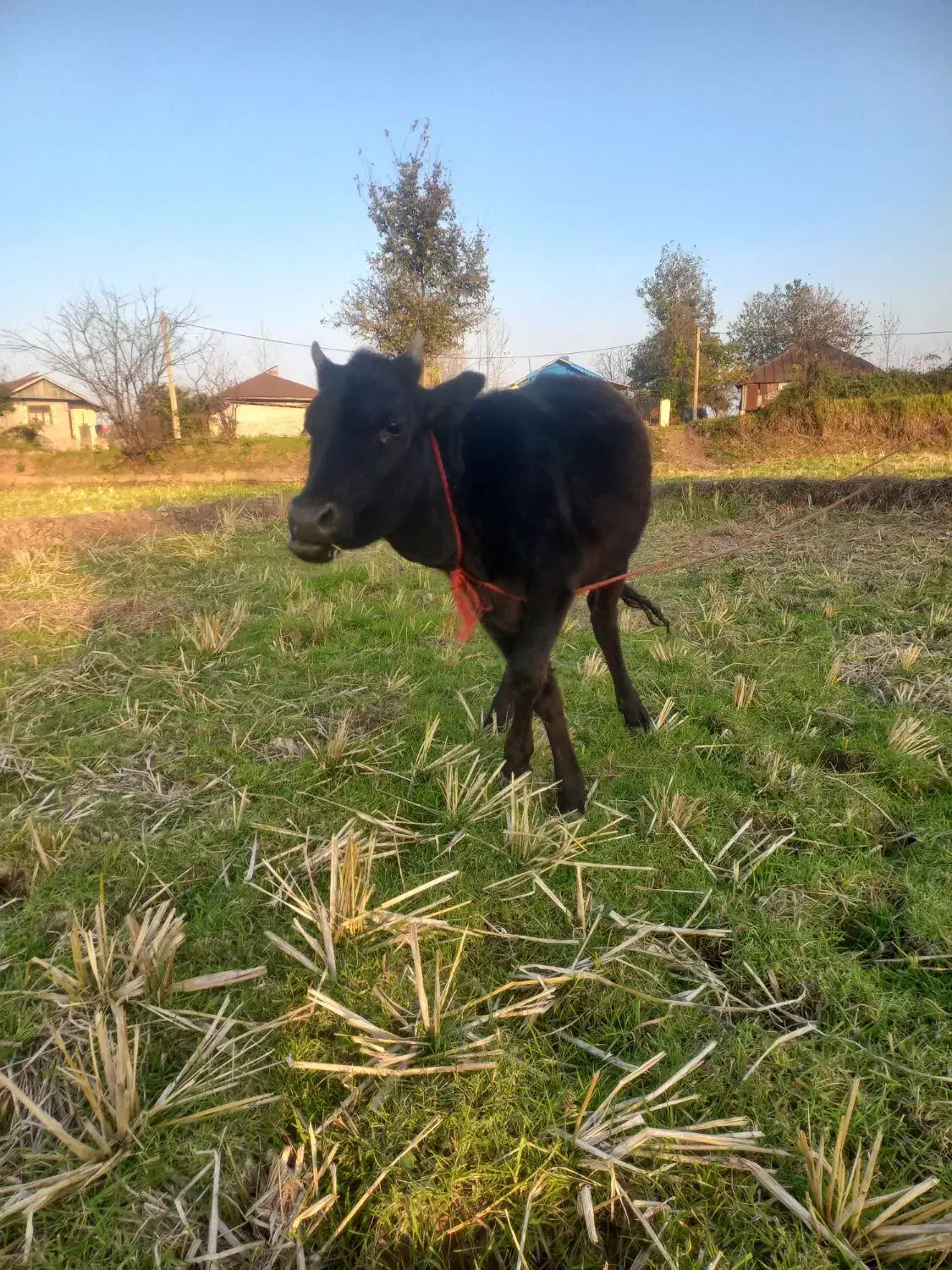 دوعدد لیشه جنس|حیوانات مزرعه|آستانه اشرفیه, |دیوار