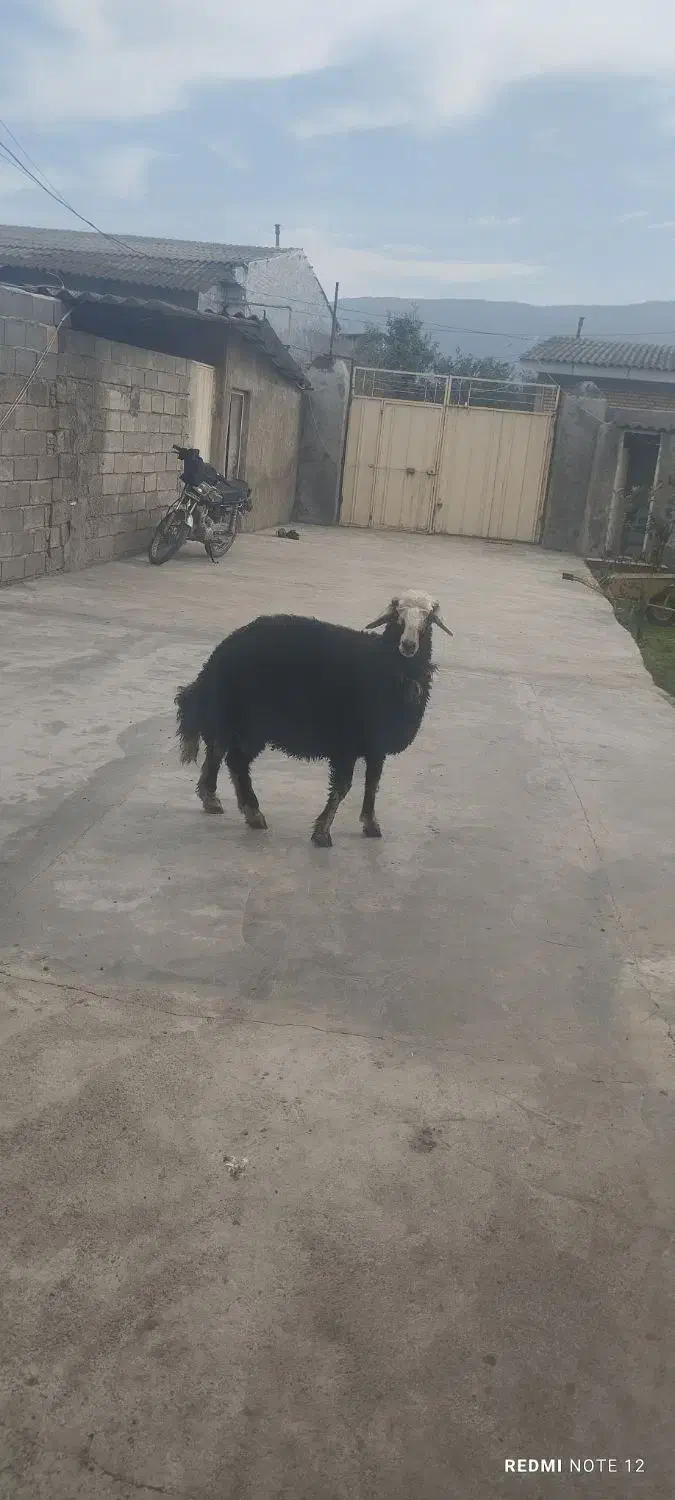 بره|حیوانات مزرعه|سیمین شهر, |دیوار