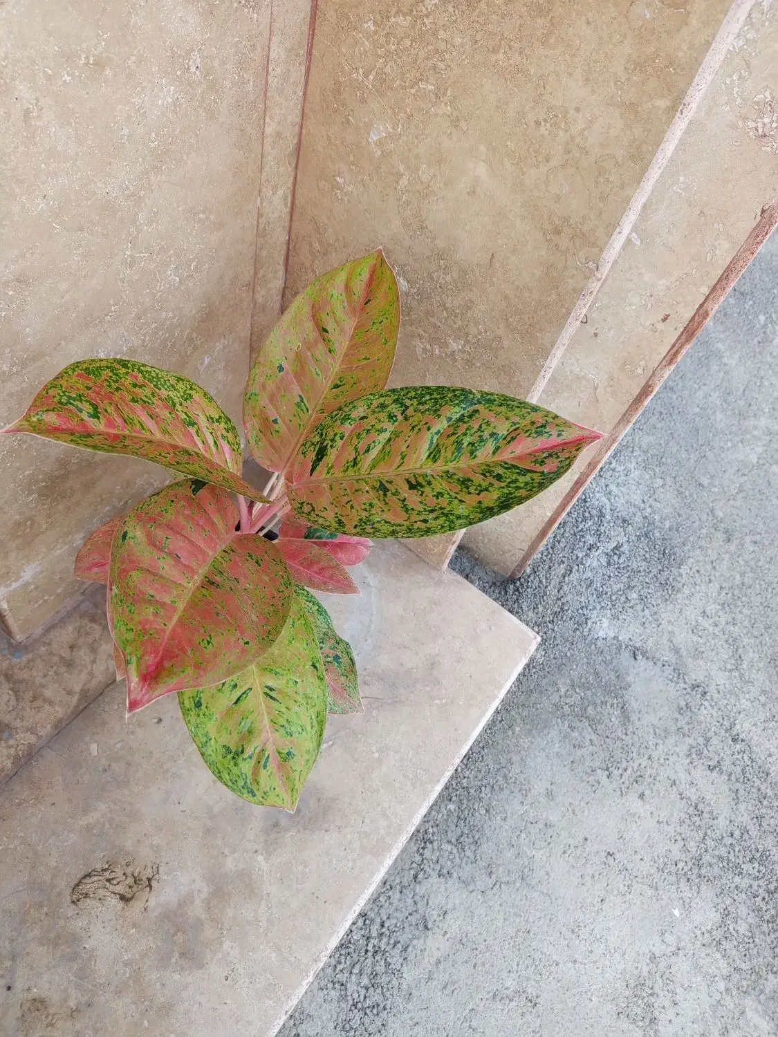 گیاه آپارتمانی زیبا|گل و گیاه طبیعی|رشت, پل تالشان|دیوار