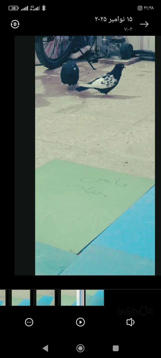 نر سینه سیاه معاوضه|پرنده|کرمان, |دیوار