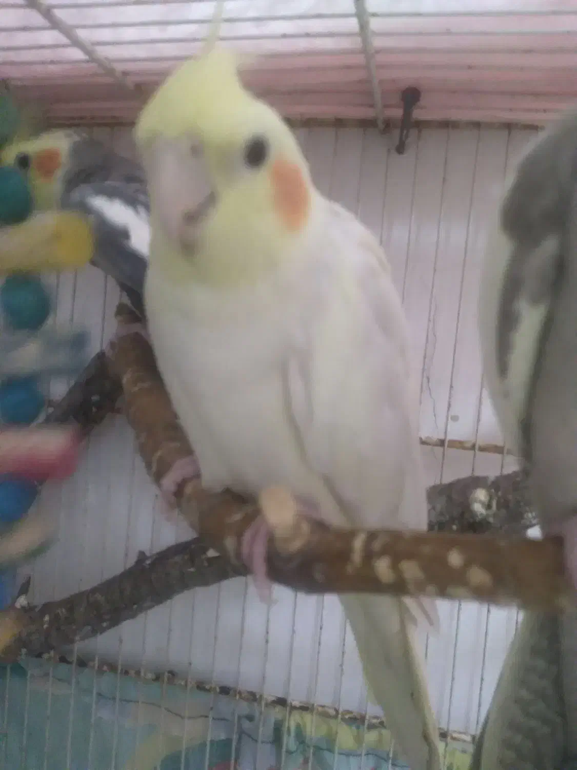 عروس هلندی|پرنده|شیروان (خراسان), |دیوار