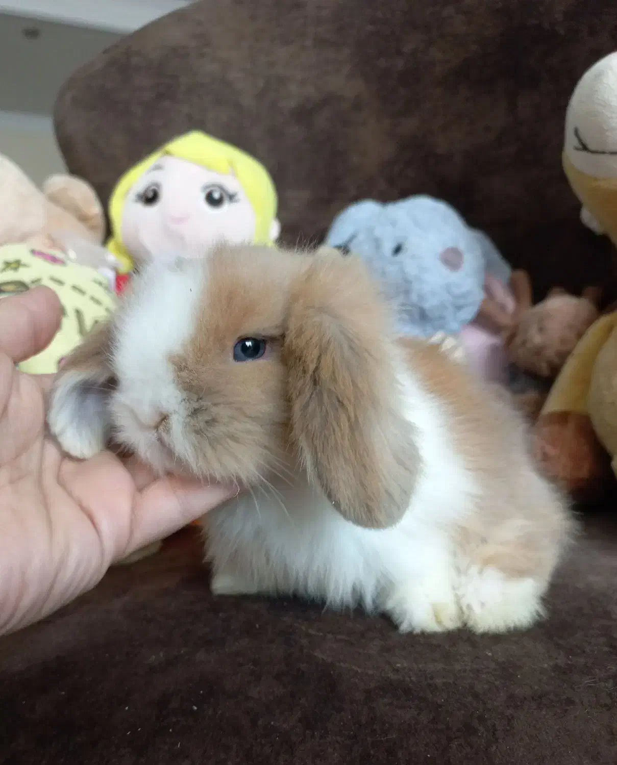 خرگوش مینی لوپ استرالیایی اصیل|موش و خرگوش|کرج, فاز ۱ مهرشهر|دیوار