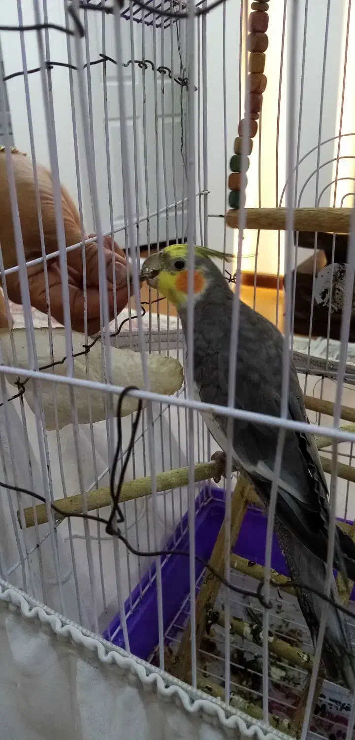 عروس سخنگو 8ماهه کاملا دستی با قفس|پرنده|رشت, کوی عرفان|دیوار