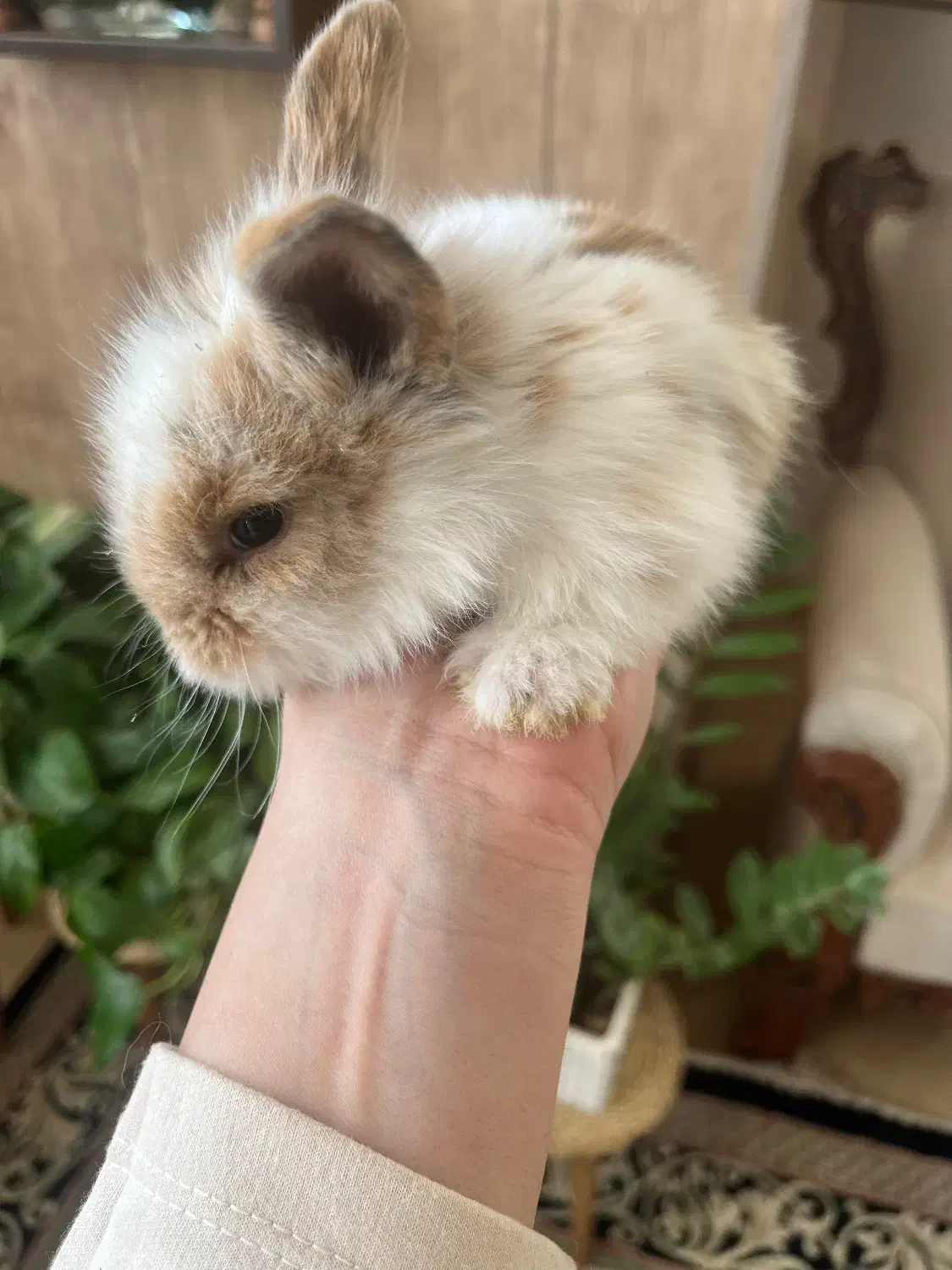 بچه خرگوش لوپ|موش و خرگوش|کرمان, |دیوار