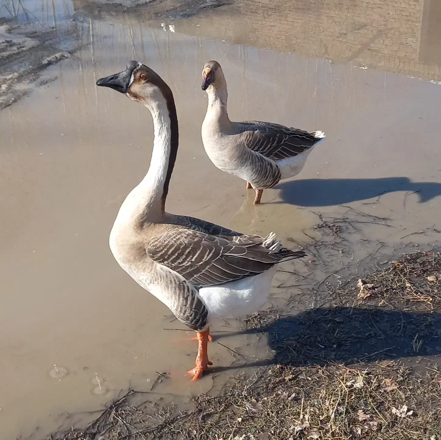 فروش قو غاز محلی|حیوانات مزرعه|نقده, |دیوار