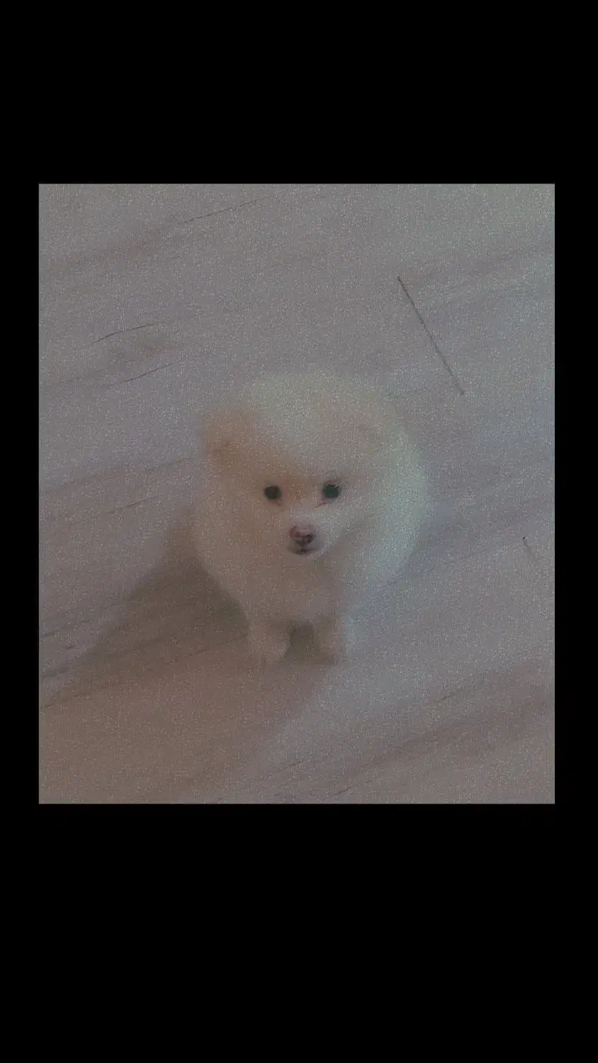 پامرخرسی|سگ|ساوه, |دیوار