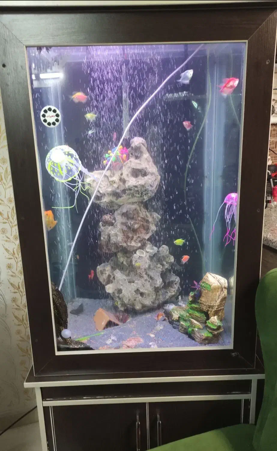 اکواریوم اب شیرین|ماهی|فردیس, فرامرزیه|دیوار