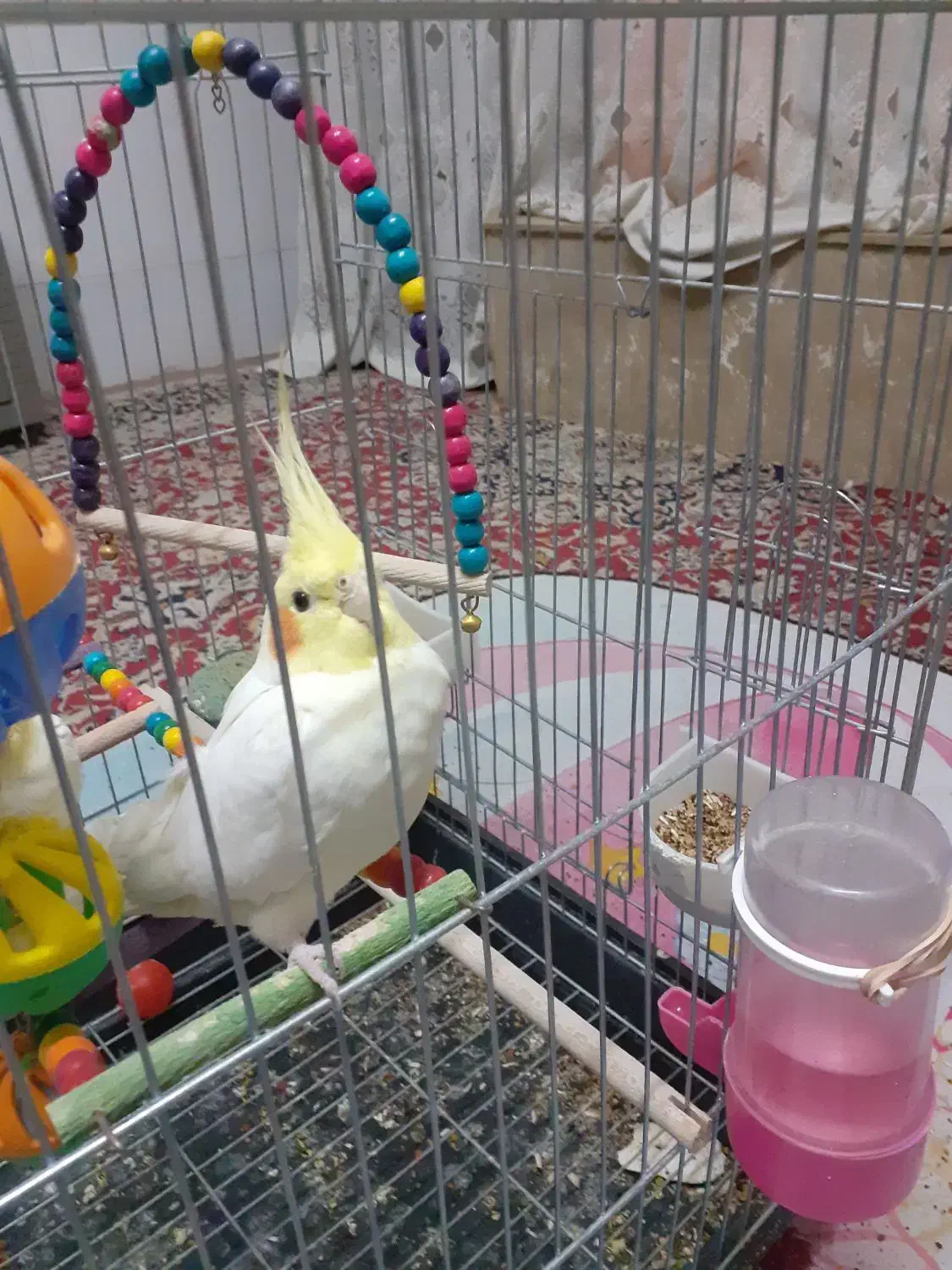 عروس هلندی|پرنده|برخوار, |دیوار