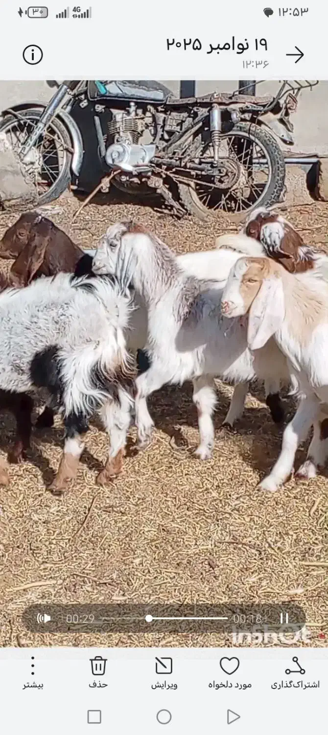 فروش 9راس بزغاله دورگ پاکستانی|حیوانات مزرعه|بردسکن, |دیوار