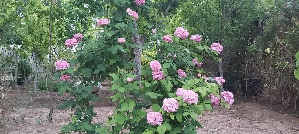 فروش زمین ۵۰۰ متری|فروش زمین و ملک کلنگی|باقرشهر, |دیوار