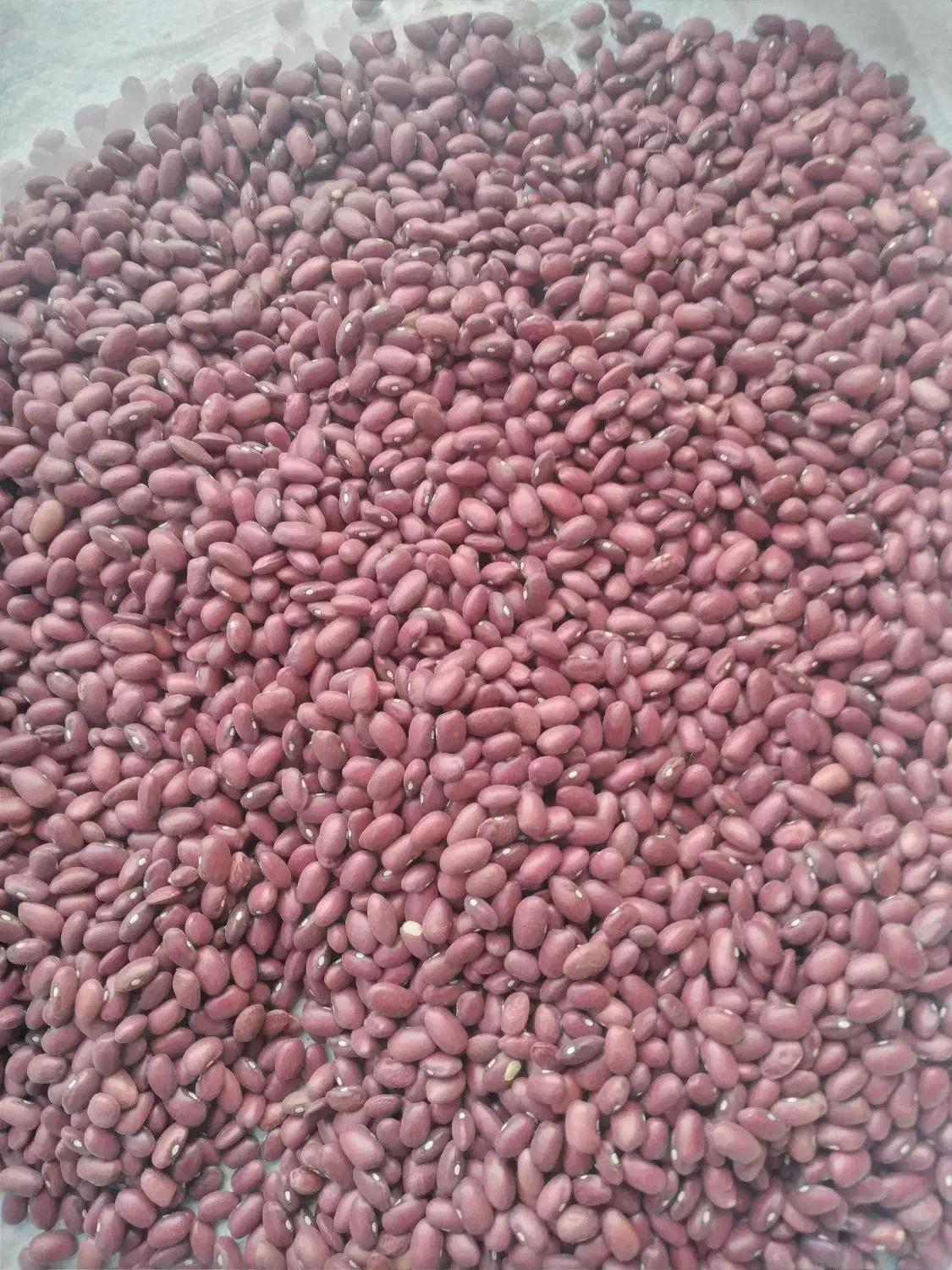 لوبیا قرمز بوجاری شده|خوردنی و آشامیدنی|ایجرود, |دیوار