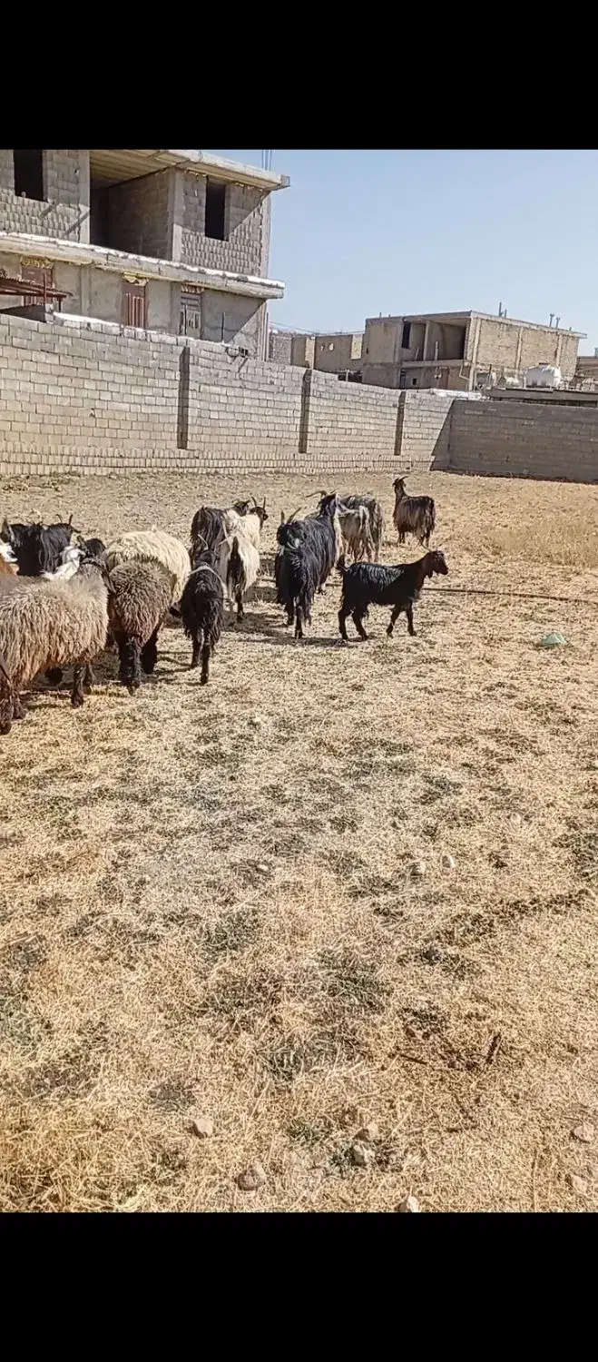 فروش بز، میش،کهره ،بره|حیوانات مزرعه|یاسوج, |دیوار
