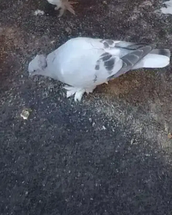 هستم|حیوانات|خوی, |دیوار