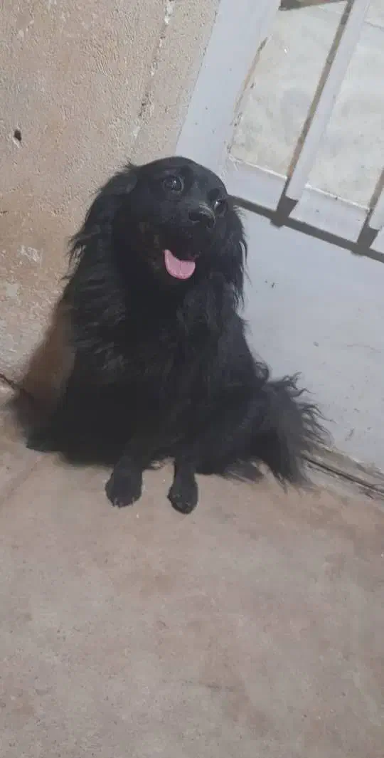 گمشده|حیوانات|مسجد سلیمان, |دیوار