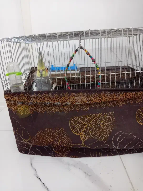 عروس هلندی|پرنده|ساوه, |دیوار