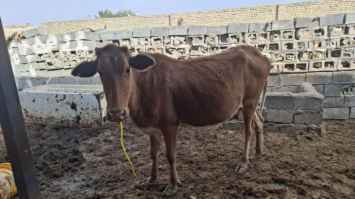 گنبوعه|حیوانات مزرعه|حمیدیه, |دیوار