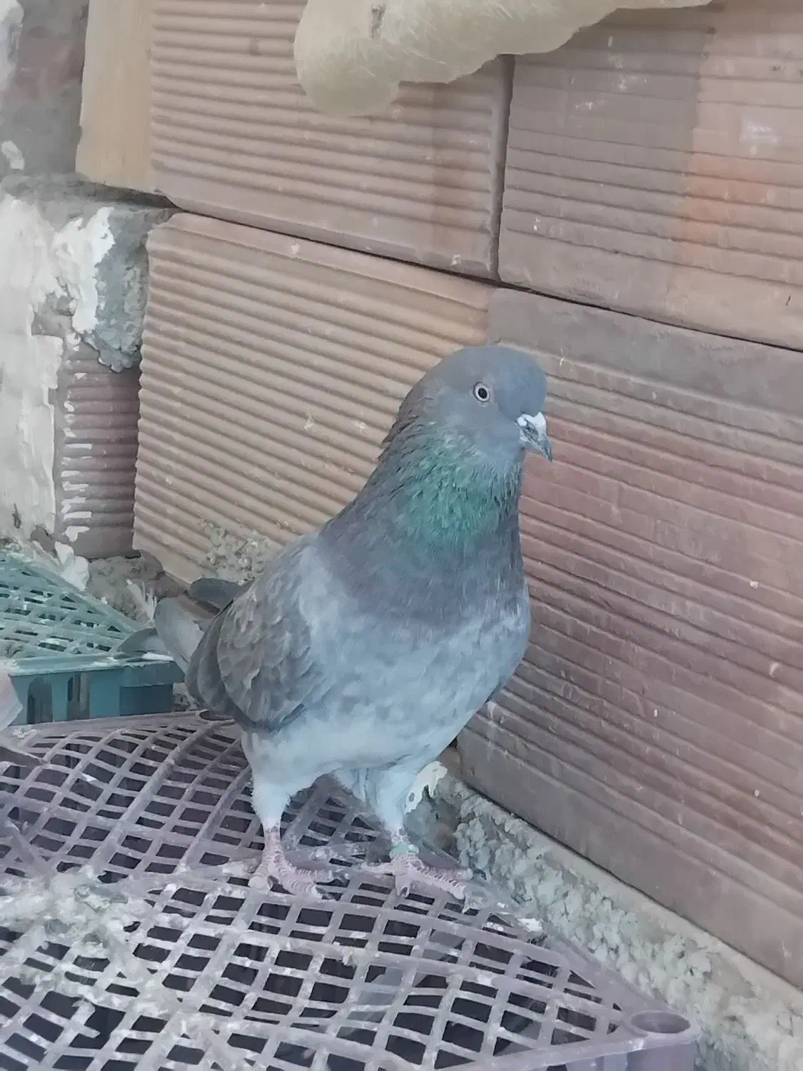 نر فروشی دوستان یه دماغو انگشتش زده شده|پرنده|بوکان, |دیوار