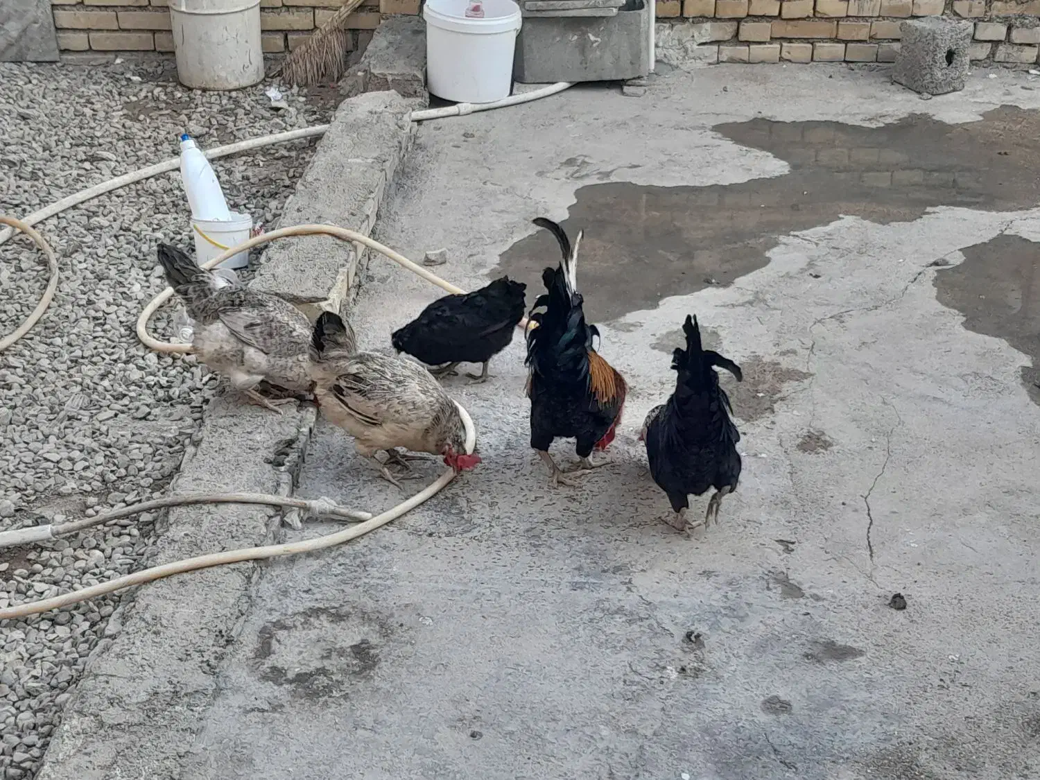 مرغ و خروس سرحال|حیوانات مزرعه|باوی, |دیوار