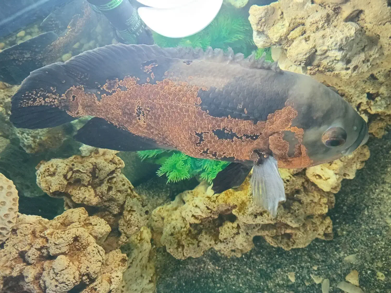 ماهی اسکار|ماهی|مشگین شهر, |دیوار