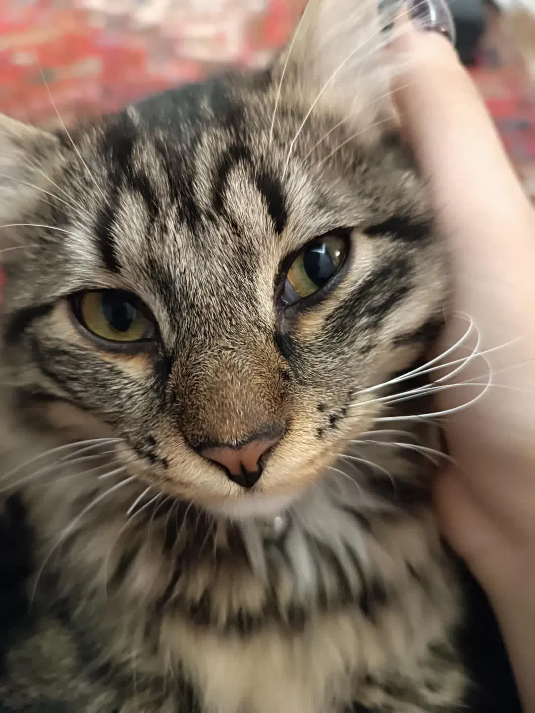 گربه گمشده مژدگانی ۲میلیون تومان|حیوانات|تبریز, |دیوار