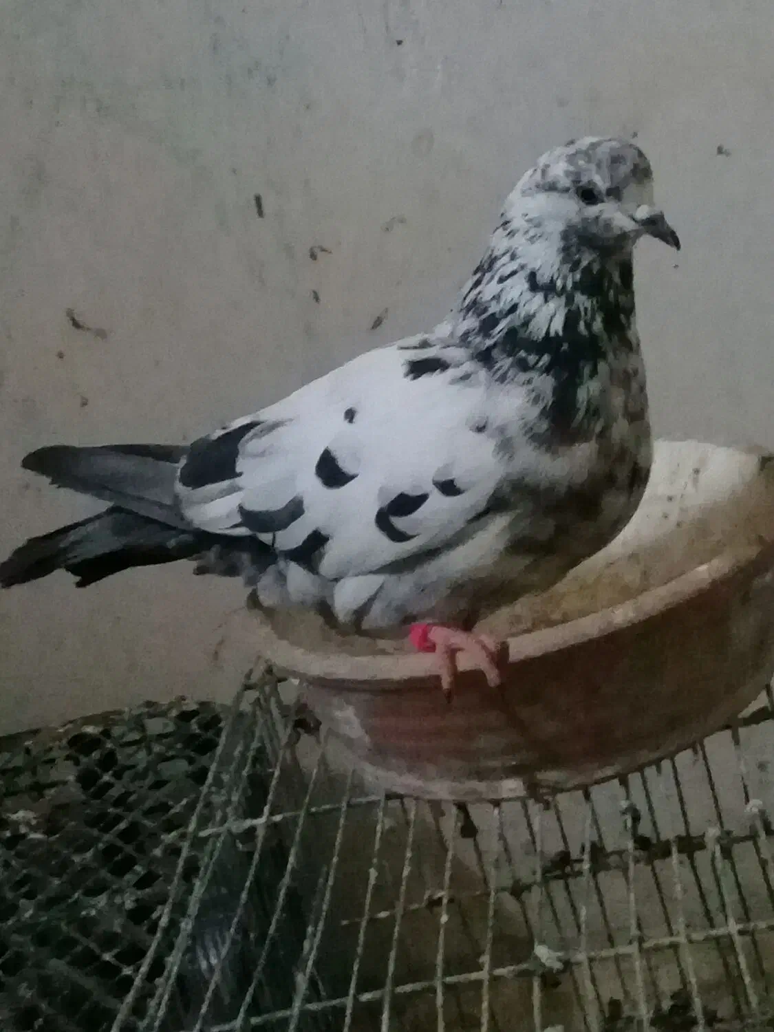 ماده کفتر کله سرخ  کاکلی گم کردم|پرنده|قم, حنیف نژاد|دیوار