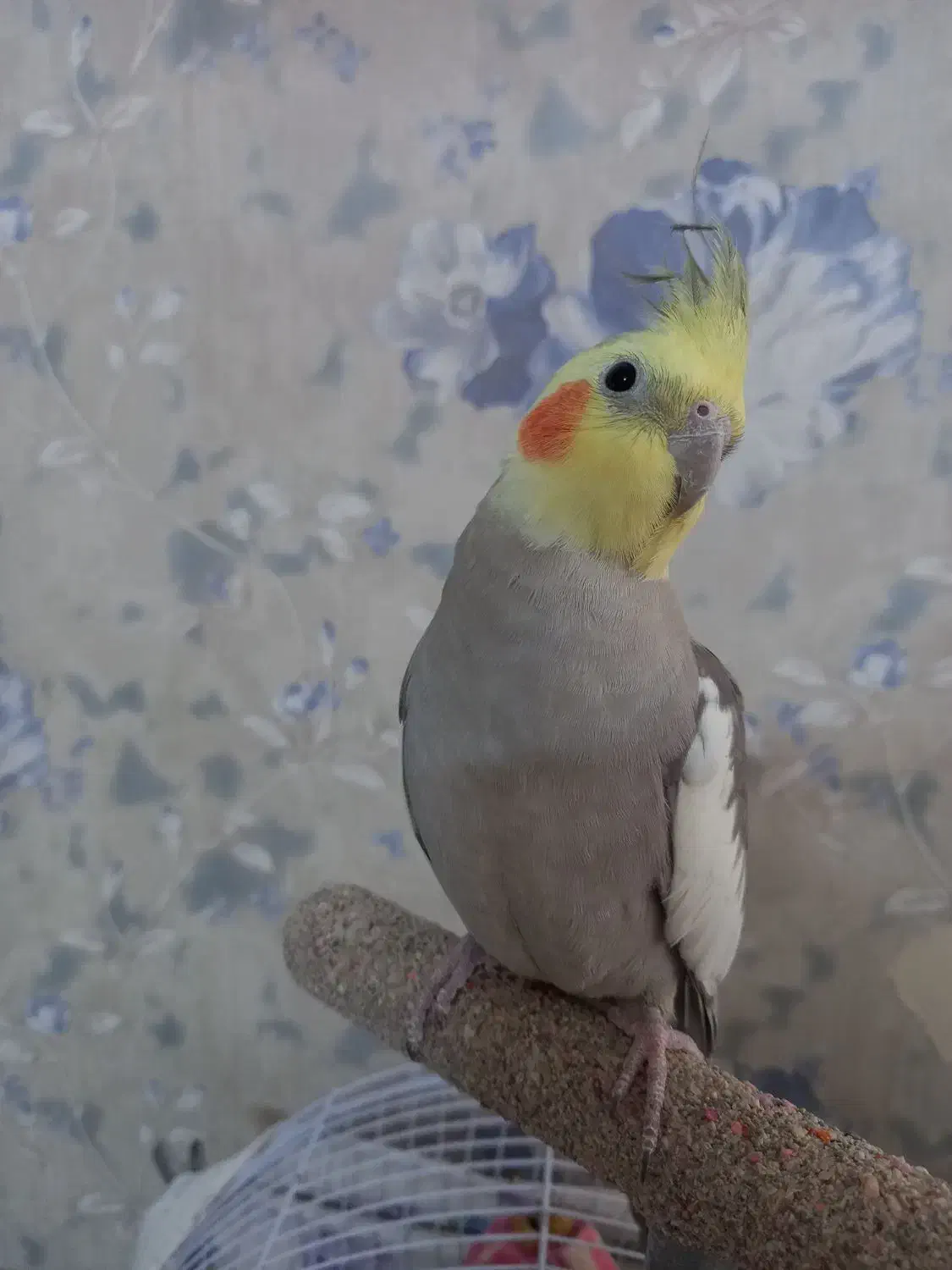 عروس هلندی نر سخنگو|پرنده|مشهد, گلبرگ شمالی|دیوار