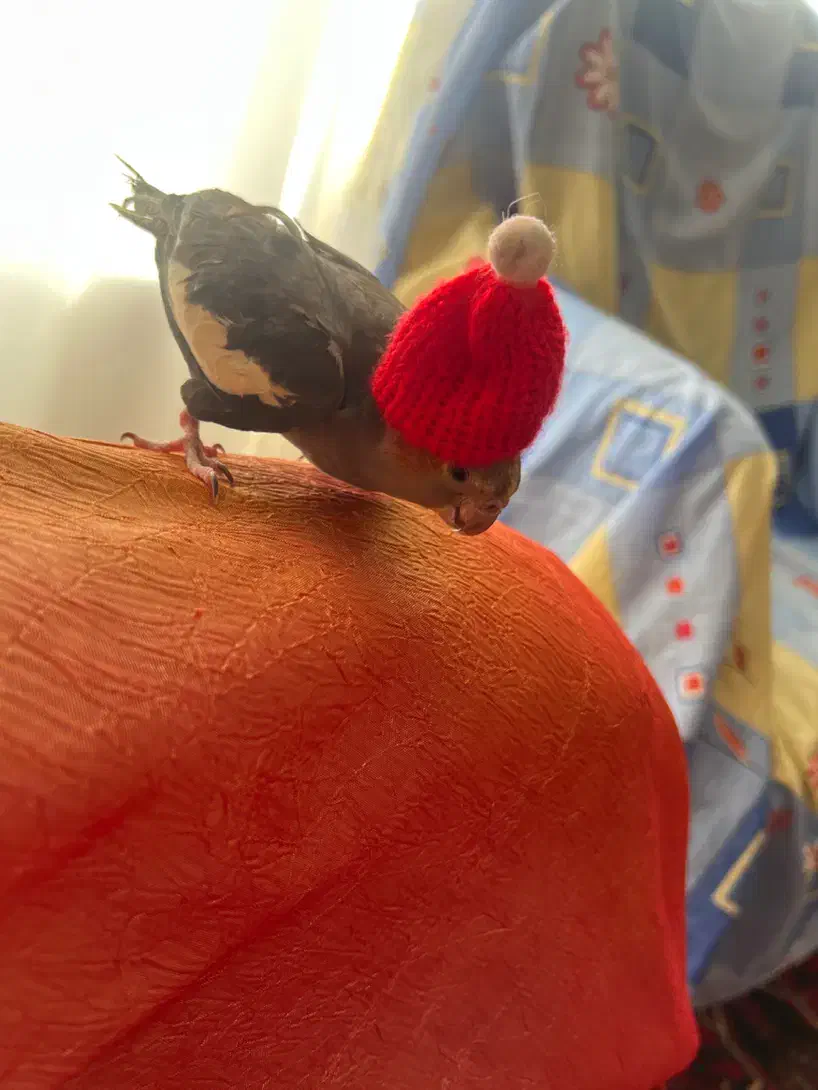 یک عدد عروس هلندی گم شده|حیوانات|تبریز, |دیوار