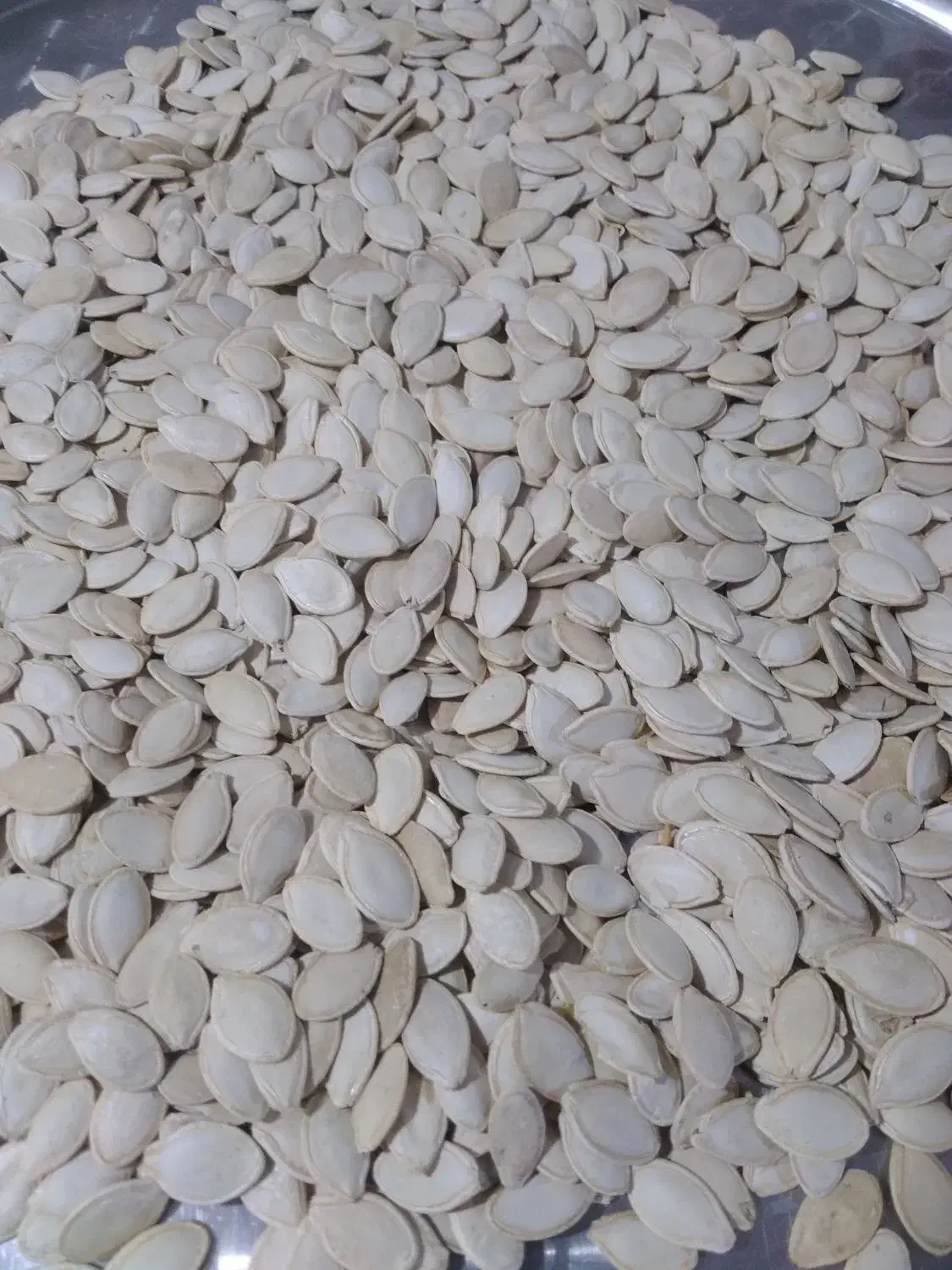 تخمه کدو|حراج|همدان, |دیوار