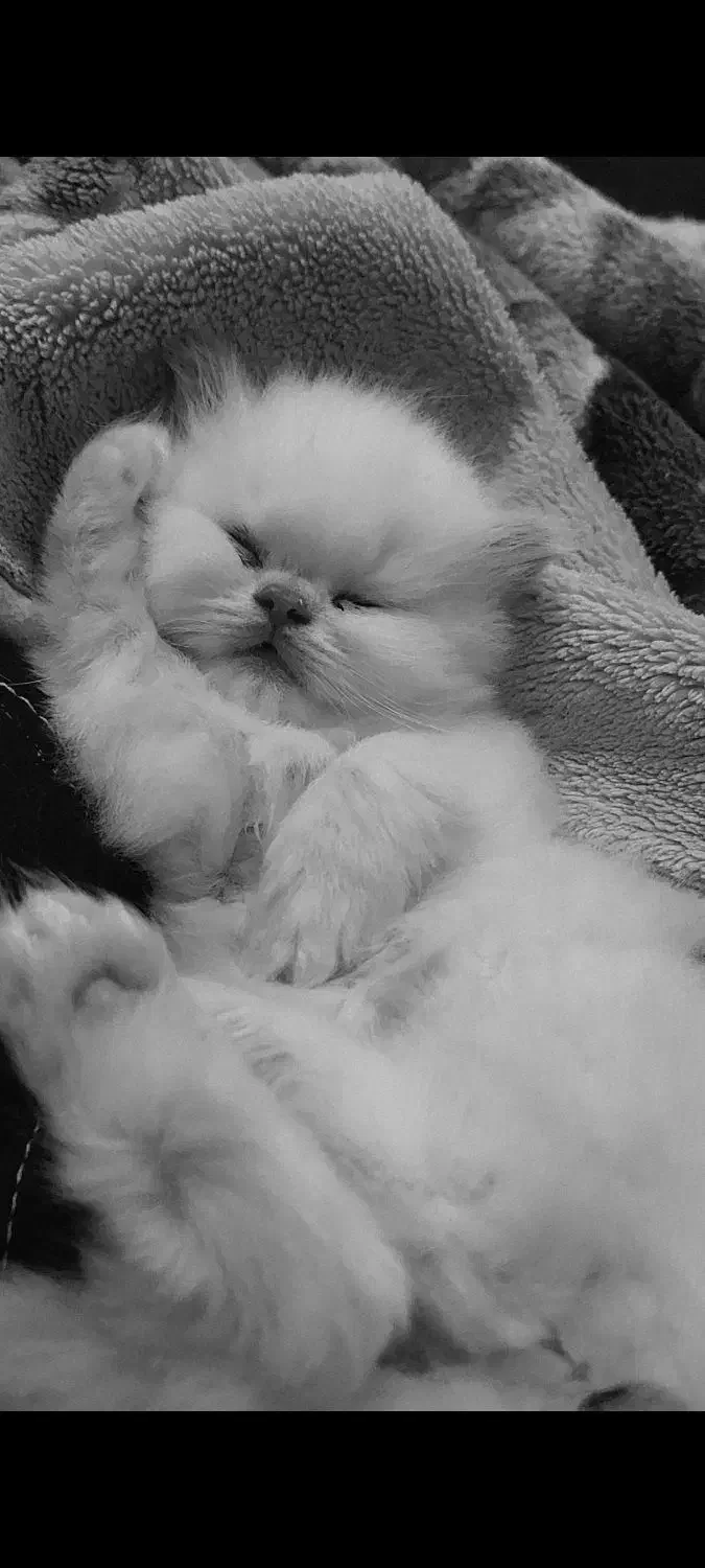 گربه پرشین|گربه|صدرا-فارس, فاز ۱|دیوار