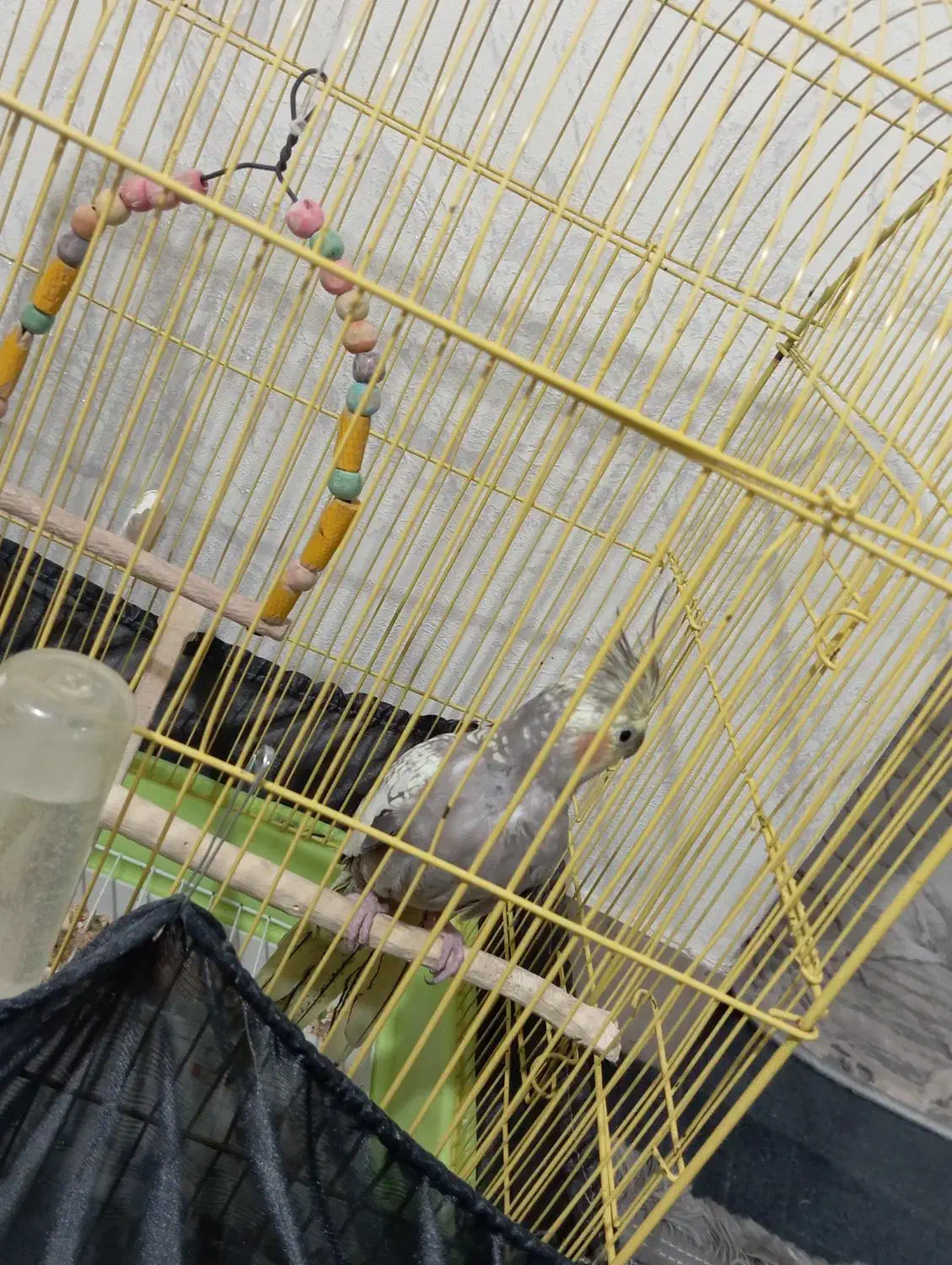 عروس هلندی ماده|پرنده|رباطکریم, مسکن مهر آبشناسان|دیوار