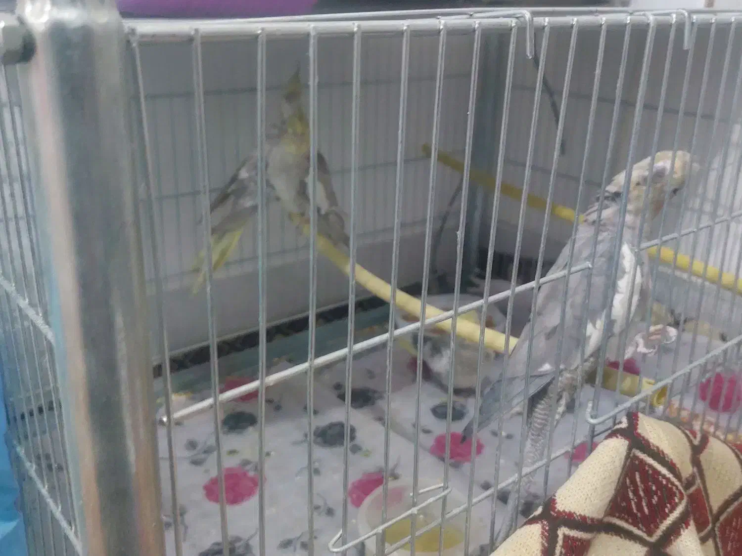 پرنده زینتی|پرنده|نجف‌آباد, گلدشت|دیوار