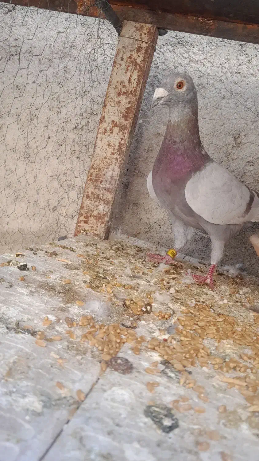 مسجدی نر|پرنده|قیروکارزین, |دیوار