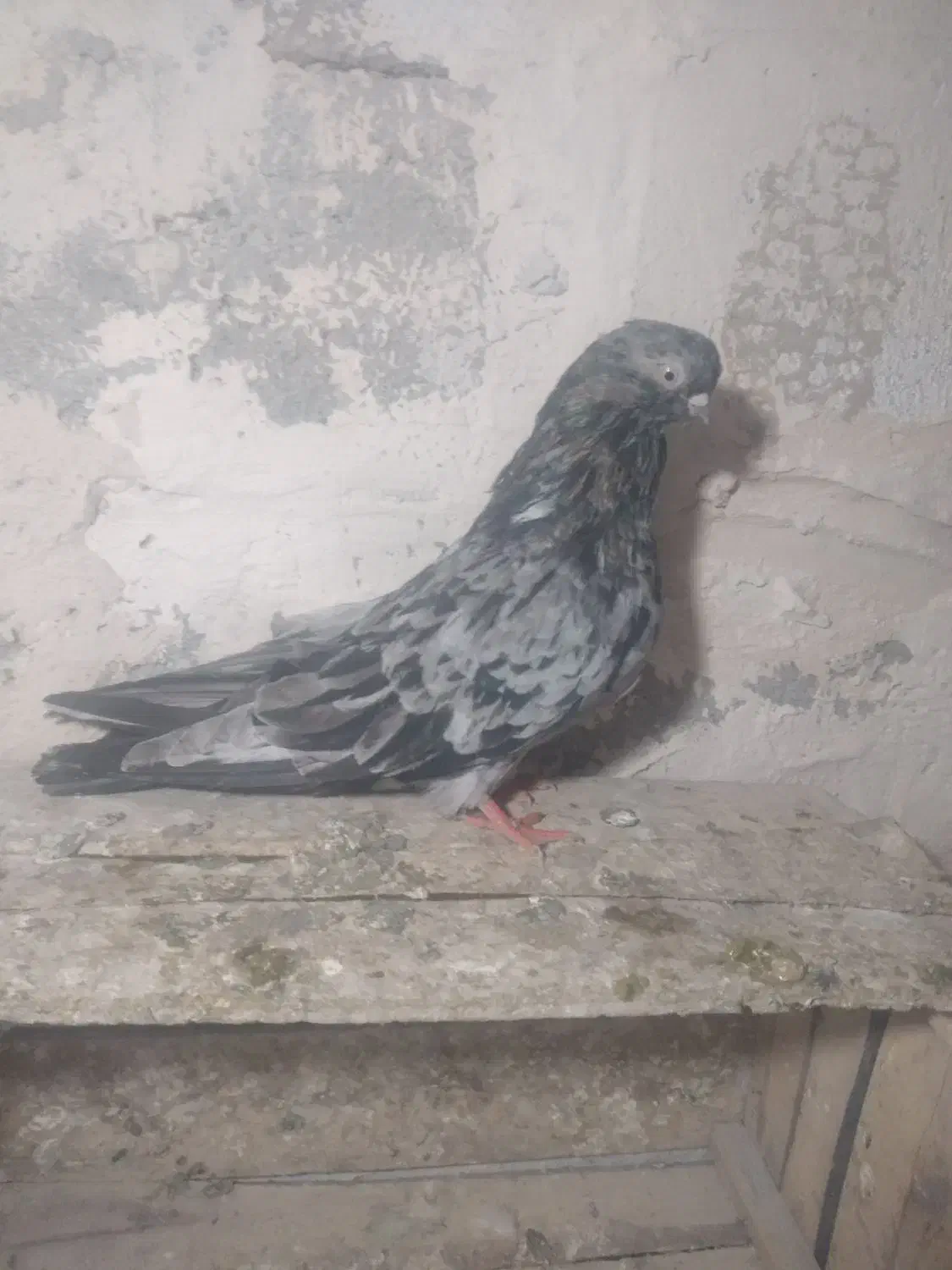 15عدد کفتر خوب|پرنده|میاندوآب, |دیوار