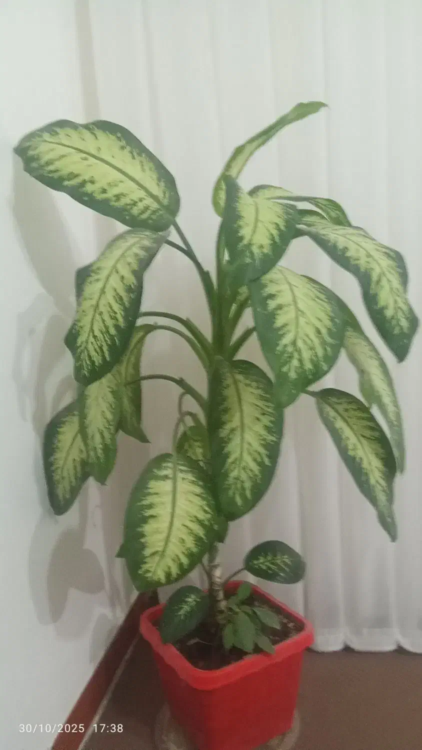 گل دیفن|گل و گیاه طبیعی|چرداول, |دیوار