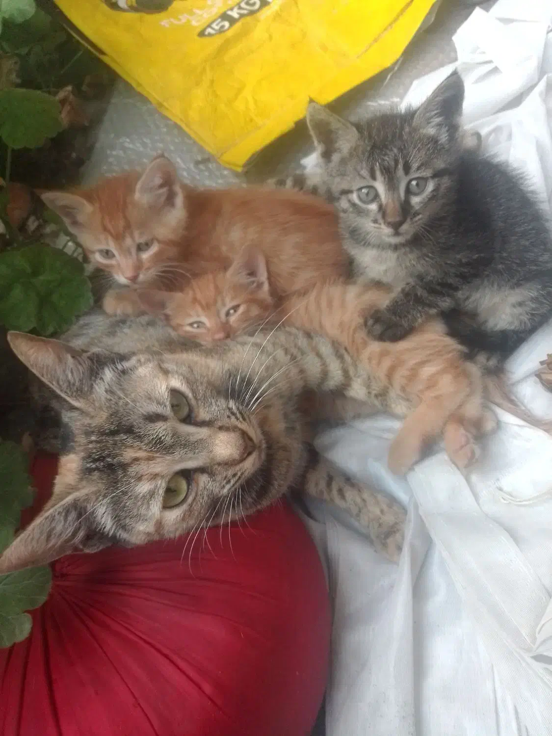 واگذاری گربه مادر همراه با بچههاش|گربه|ساری, |دیوار