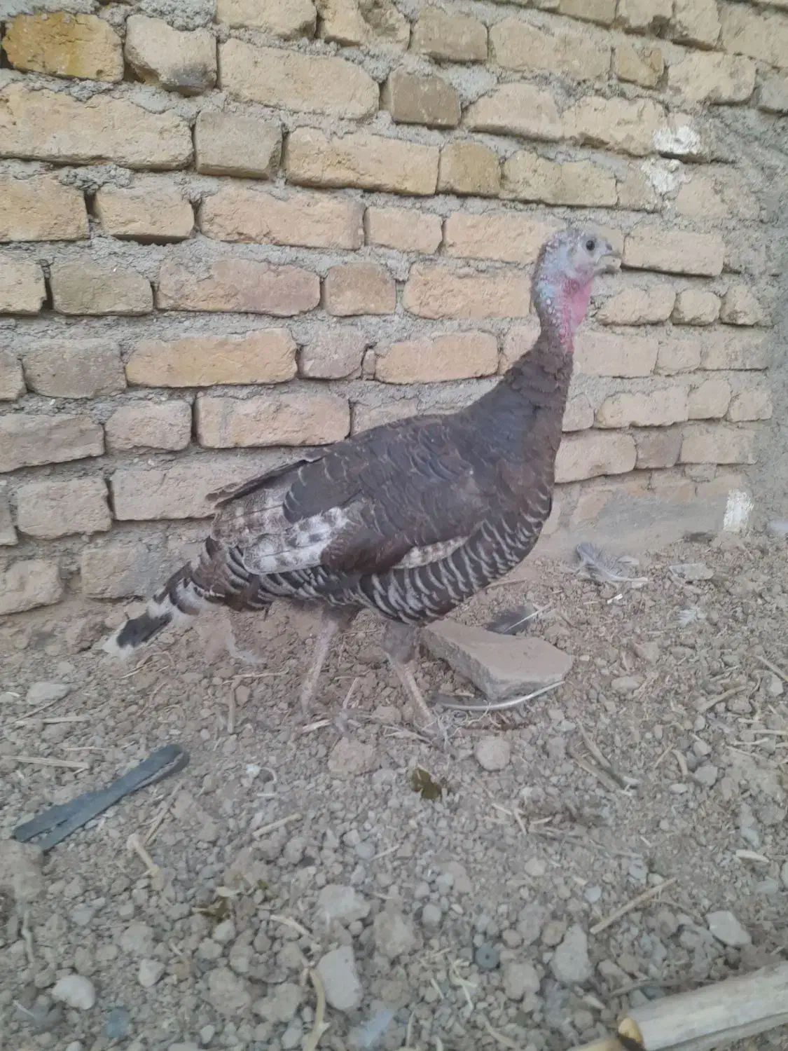 بوقلمون و مرغ|حیوانات مزرعه|سجاس رود, |دیوار