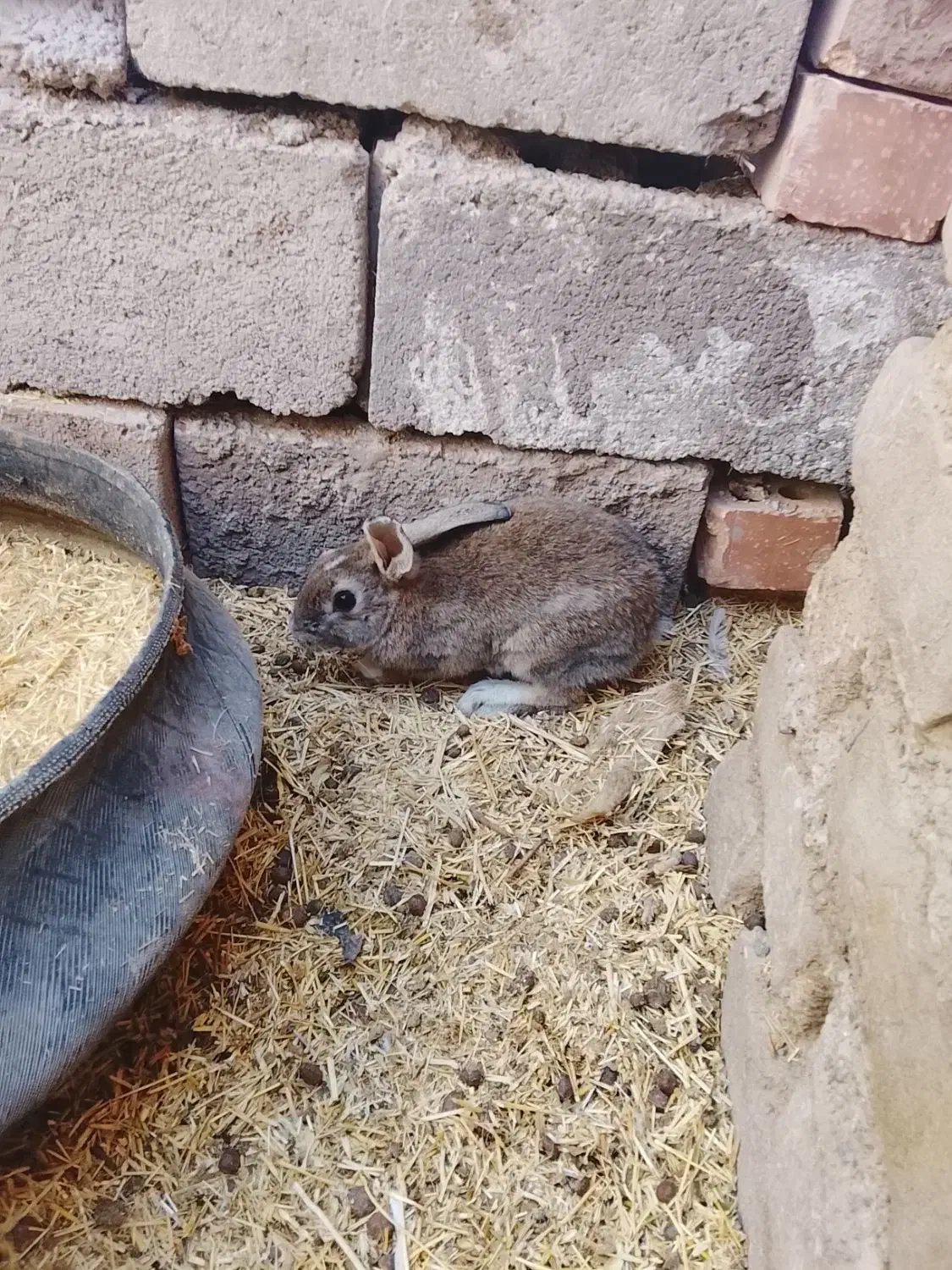 دوعدد خرگوش نر|موش و خرگوش|زرند, |دیوار