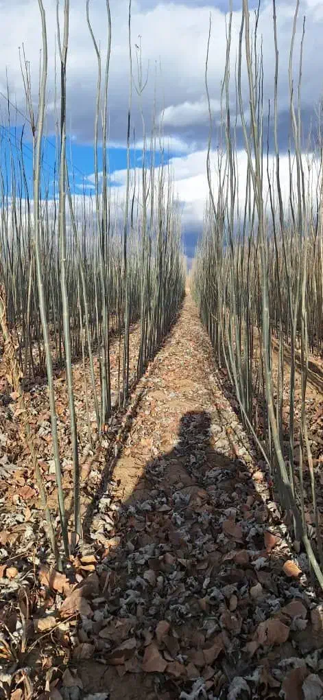 پیوندی وبذری|گل و گیاه طبیعی|سنندج, |دیوار