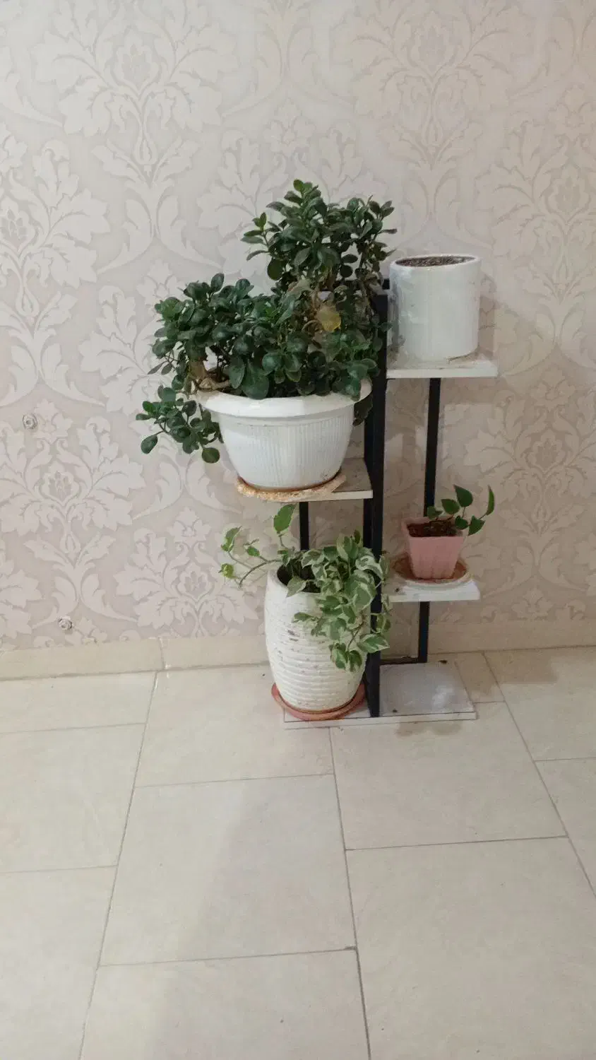 استند گل|کتابخانه، شلف، قفسه‌های دیواری|یزد, |دیوار