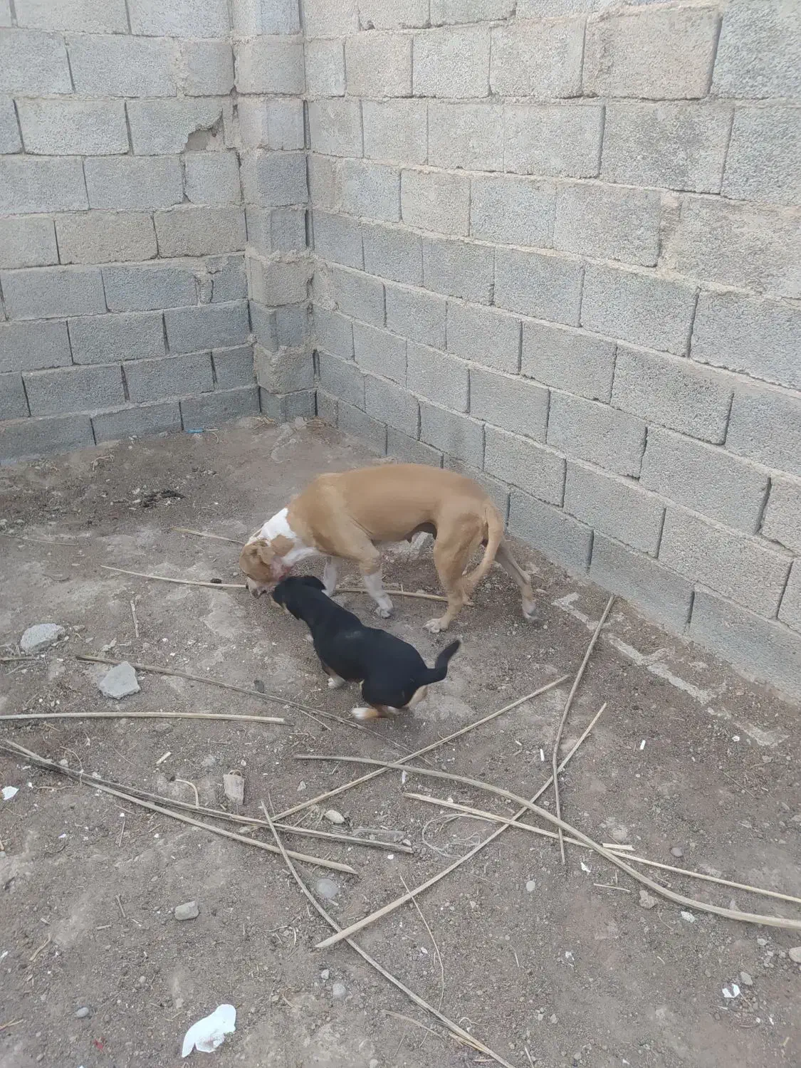 واگذاری پیتبول ماده شکم پر|سگ|برازجان, |دیوار