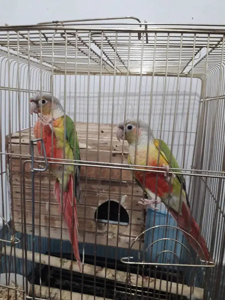 ۲ عدد گرینچیک|پرنده|سرپل ذهاب, |دیوار