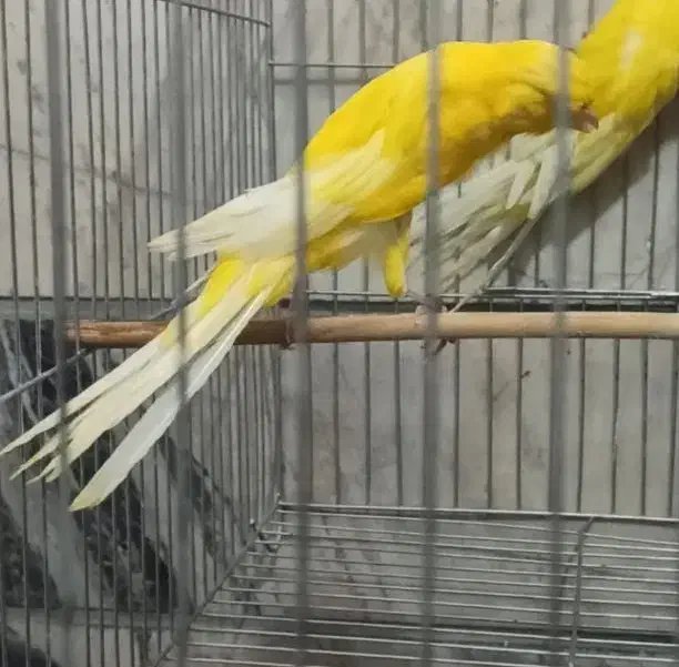 قناری رسمی بلند|پرنده|ری, اقدسیه|دیوار