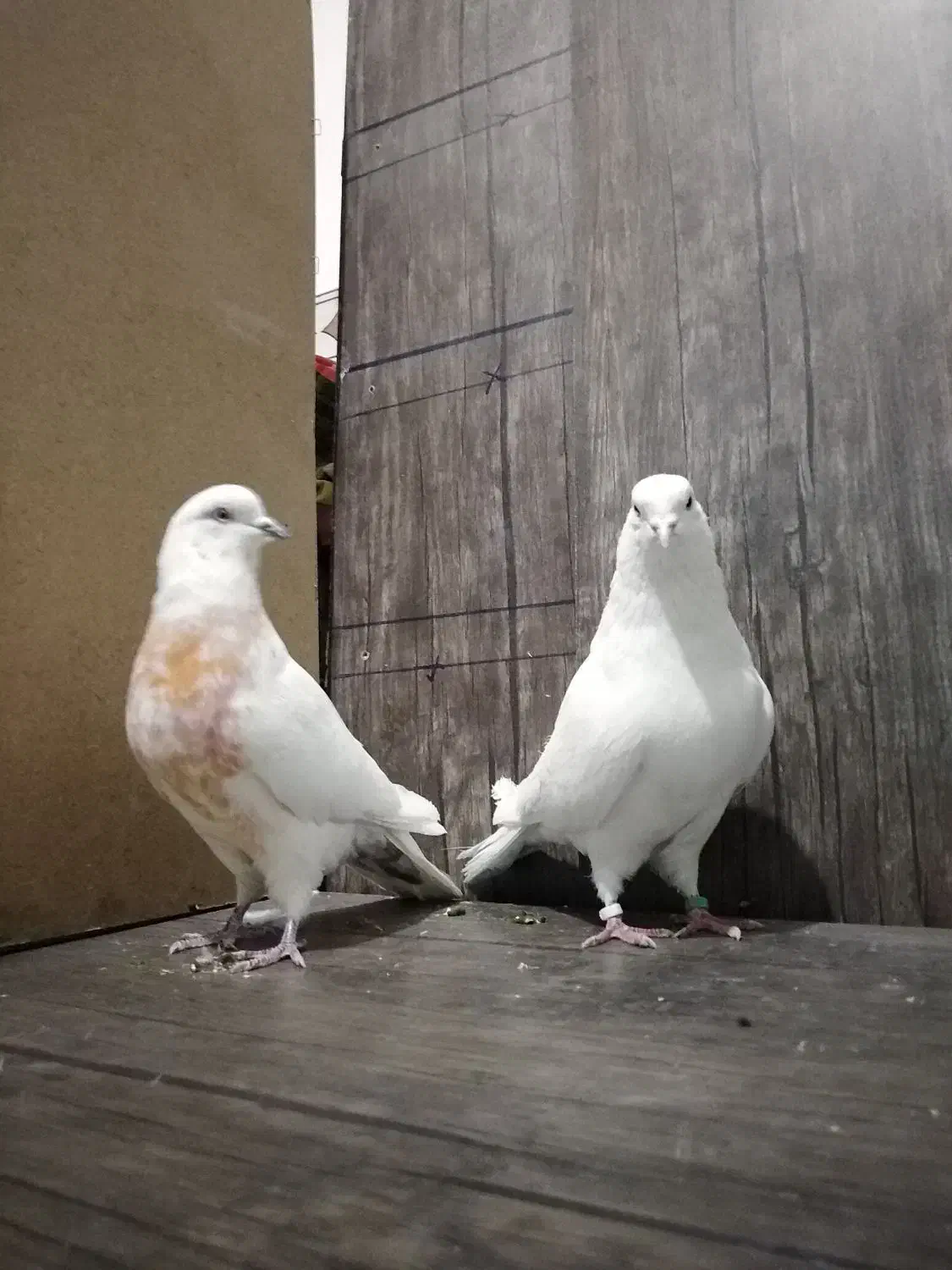 کبوتر|پرنده|هرسین, |دیوار