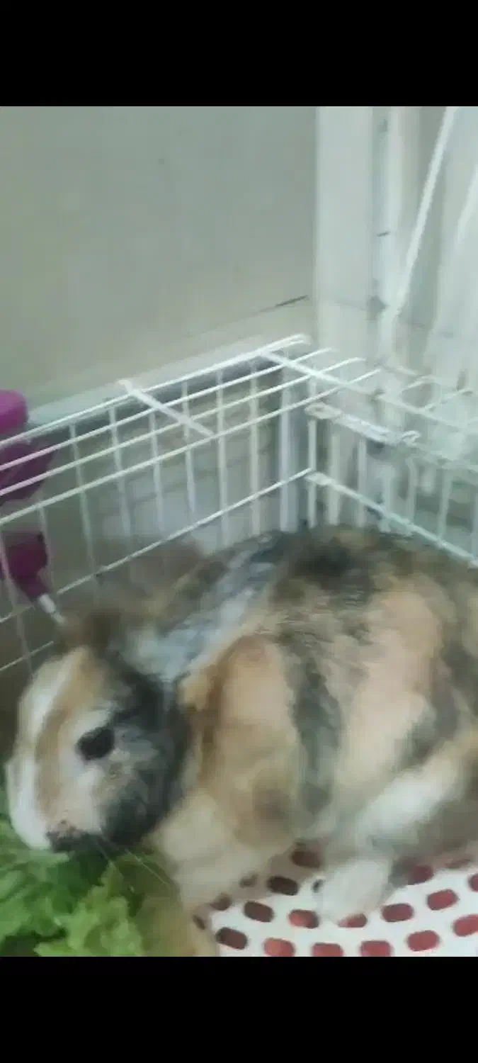 واگزاری یک خرگوش مینی لوپ نر|موش و خرگوش|نسیم‌شهر, |دیوار