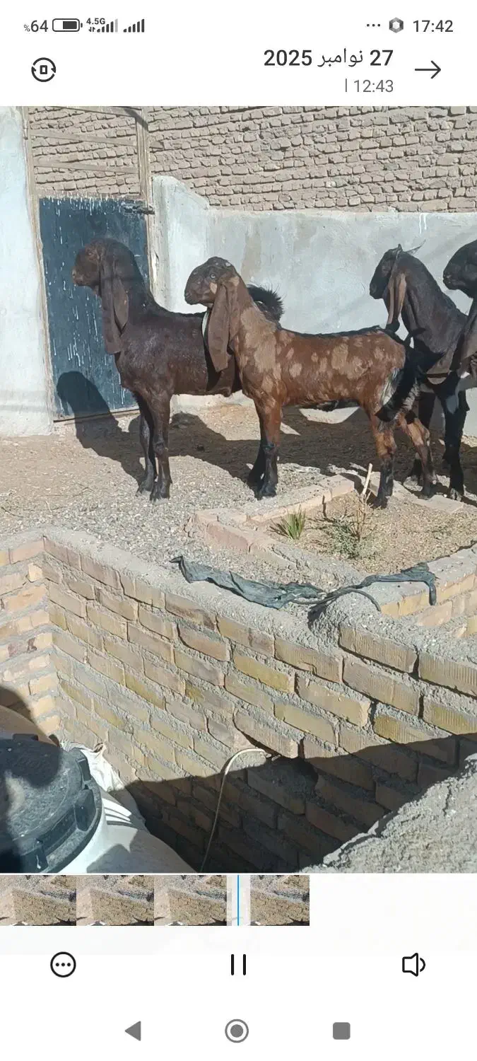 بزغاله اصیل پاکستانی نر وماده|حیوانات مزرعه|پائین جام, |دیوار