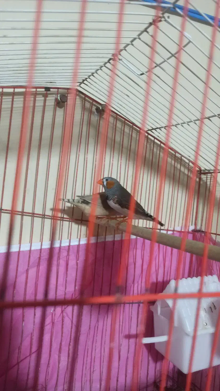 فنچ مولد|پرنده|بندرعباس, |دیوار