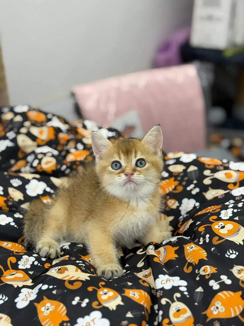 بریتیش گلد NY12|گربه|رشت, منظریه|دیوار