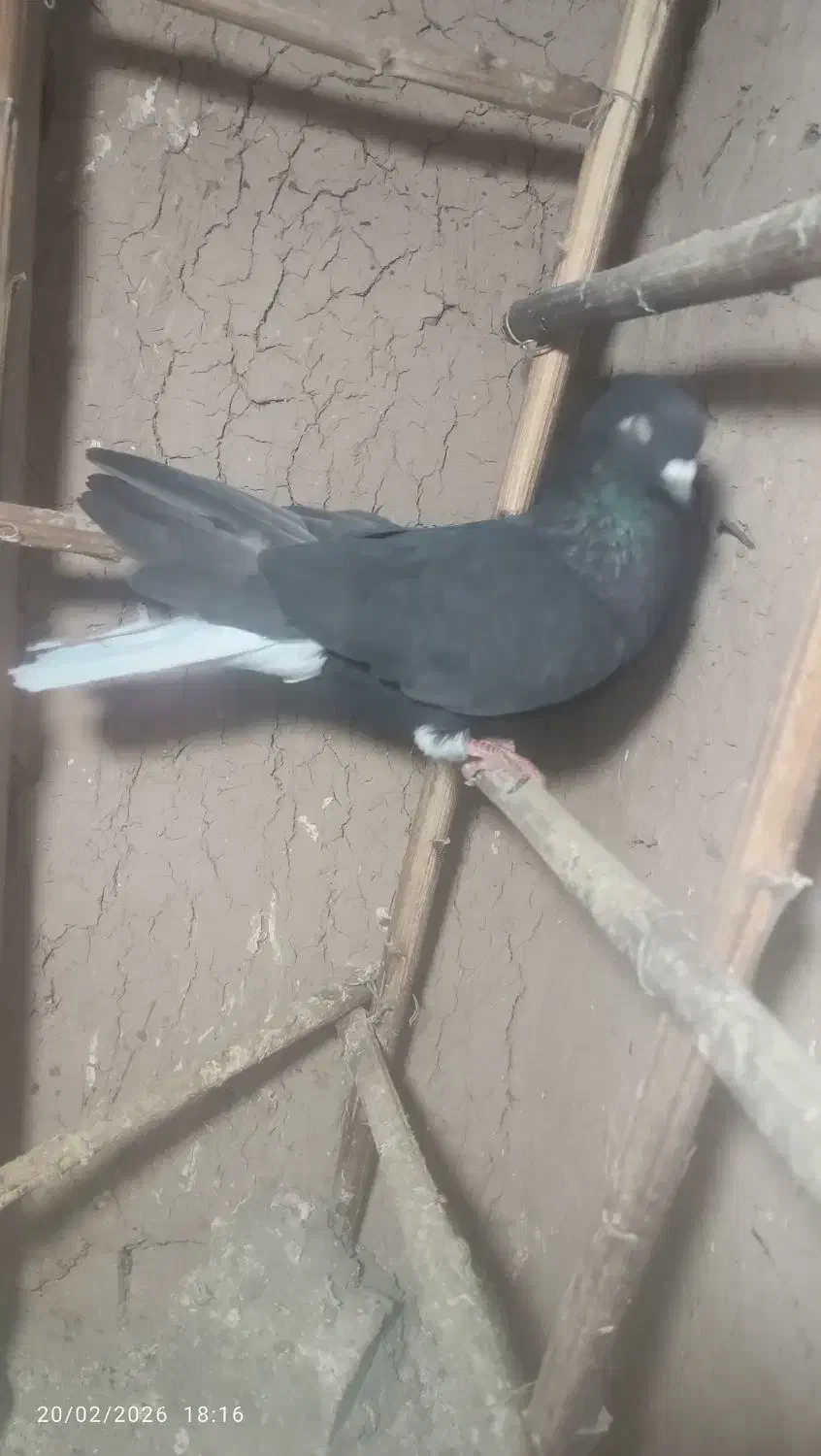 کبوتر|پرنده|اسفرورین, |دیوار